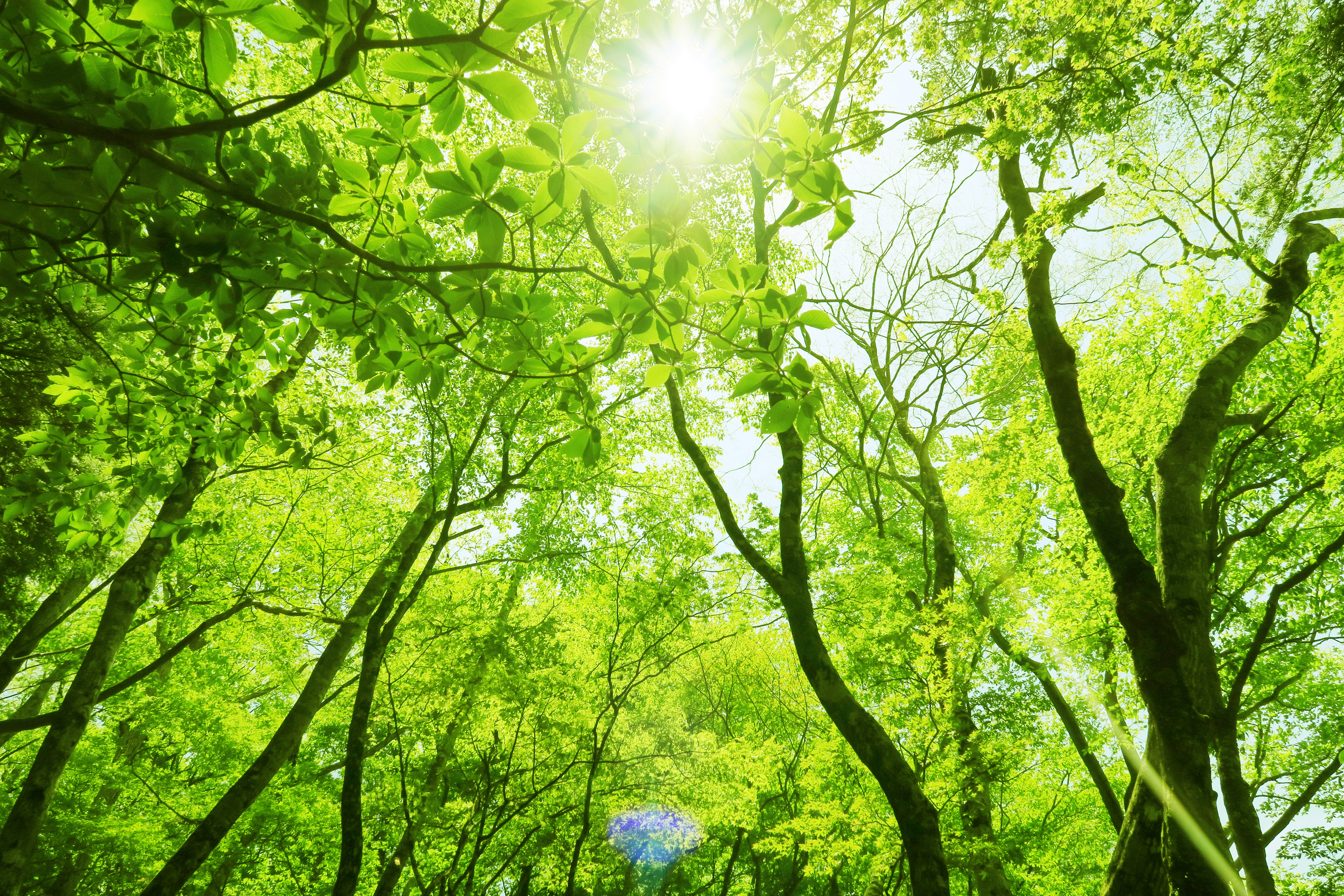 平成の森イメージ