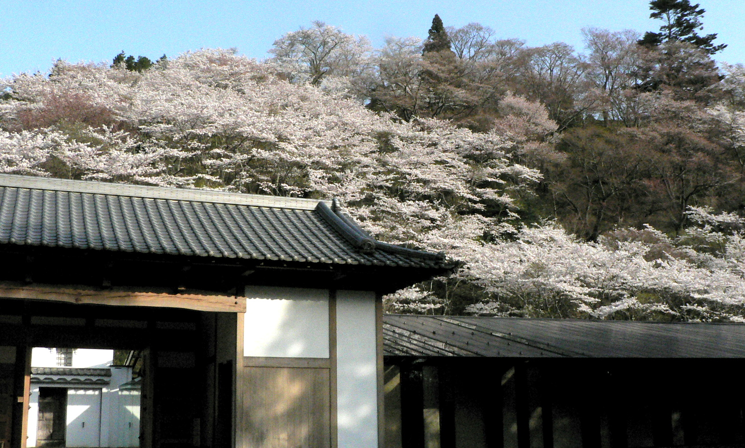 那須歴史探訪館と御殿山の桜