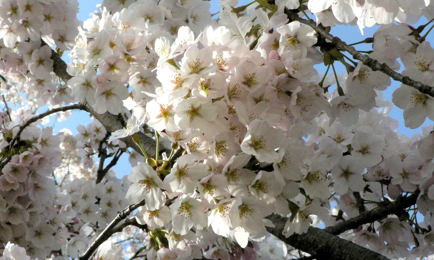 芦野の里御殿山の桜桜