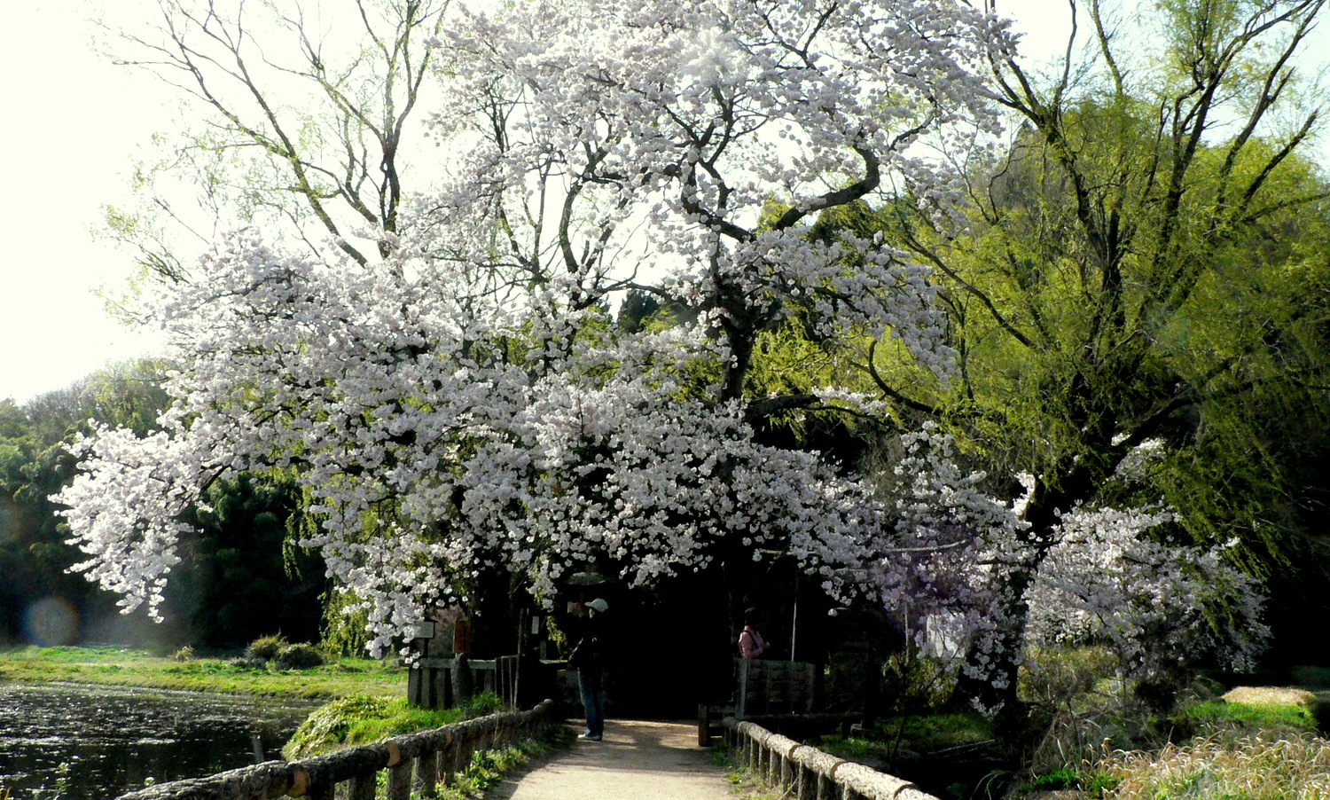 芦野の里の遊行柳の桜