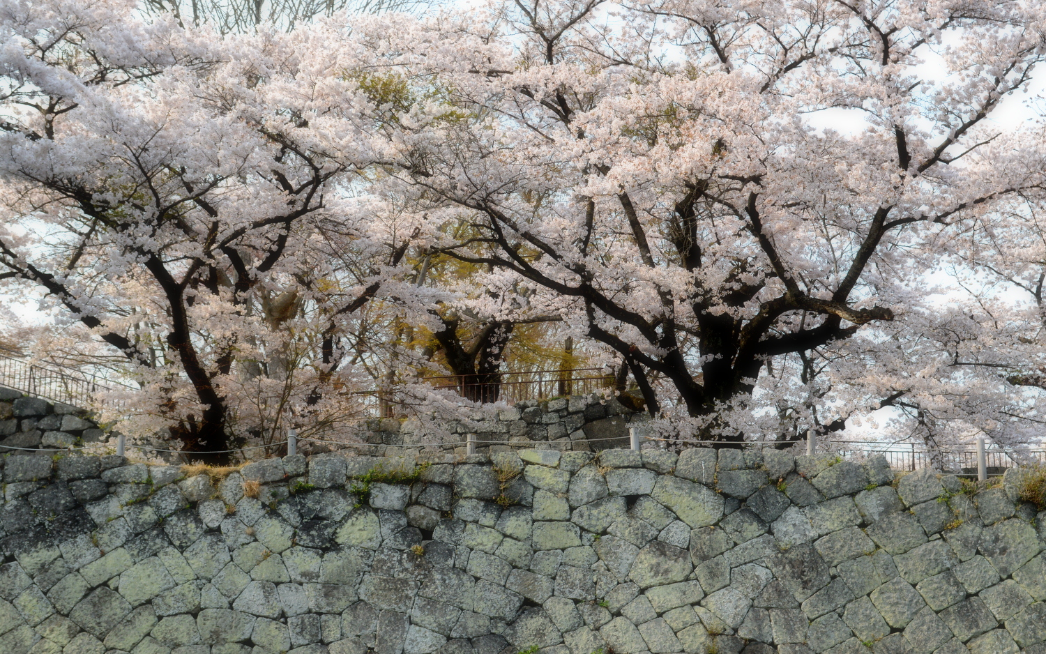 白河小峰城の桜3