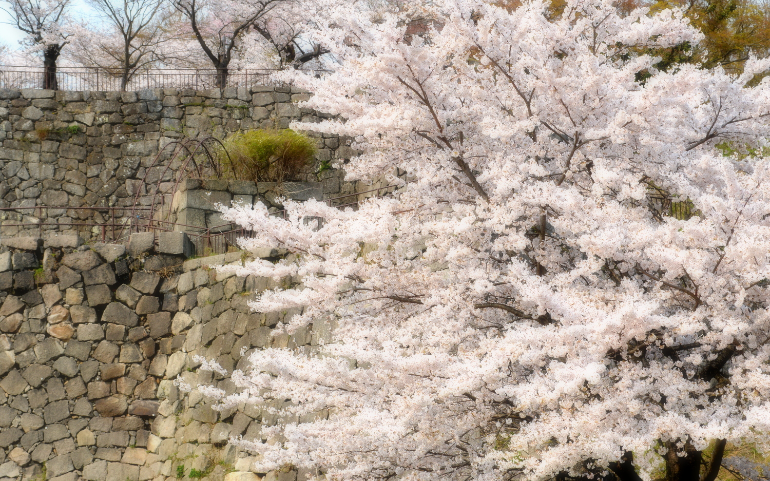 白河小峰城の桜2