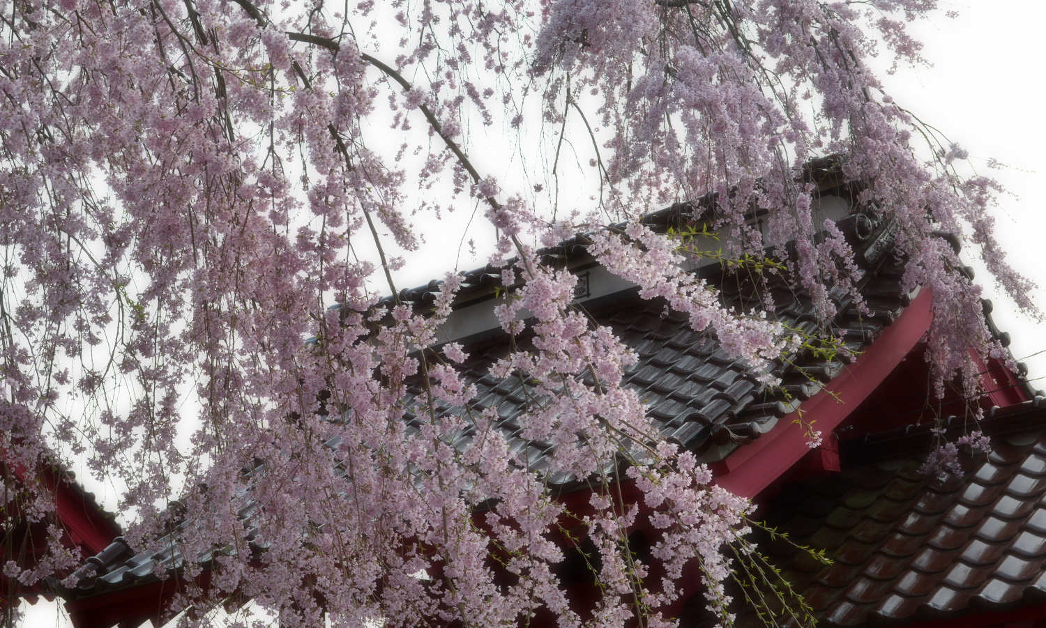 白河市妙関寺の乙姫桜2
