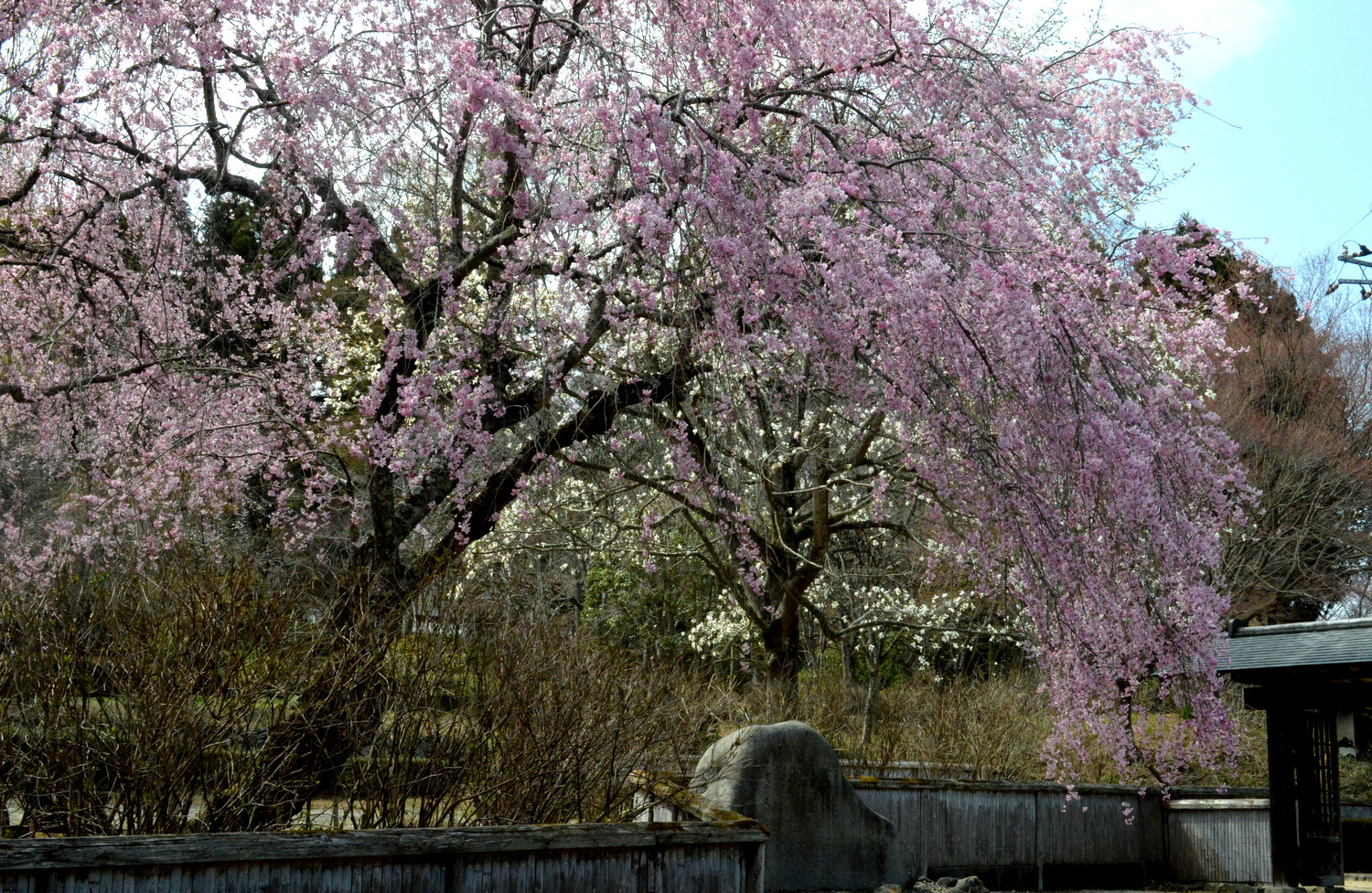 大田原市黒羽の芭蕉ゆかりの枝垂れ桜