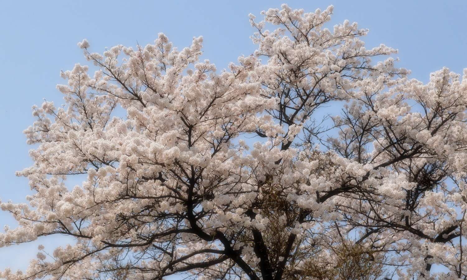 青空に咲き誇る黒磯公園のソメイヨシノ