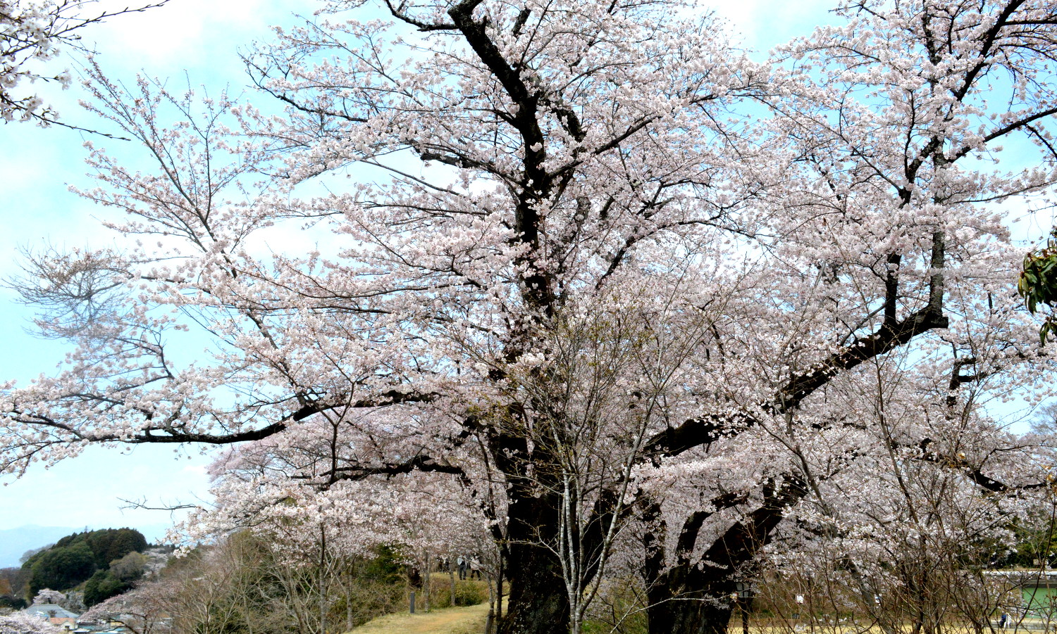 大田原龍城公園のソメイヨシノは土手内に沿って並ぶ