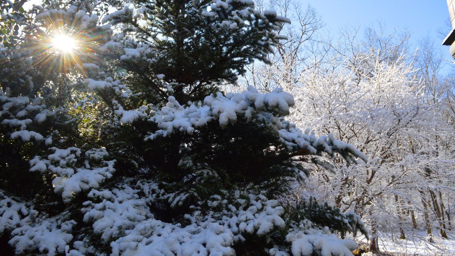 那須高原の雪景色2020