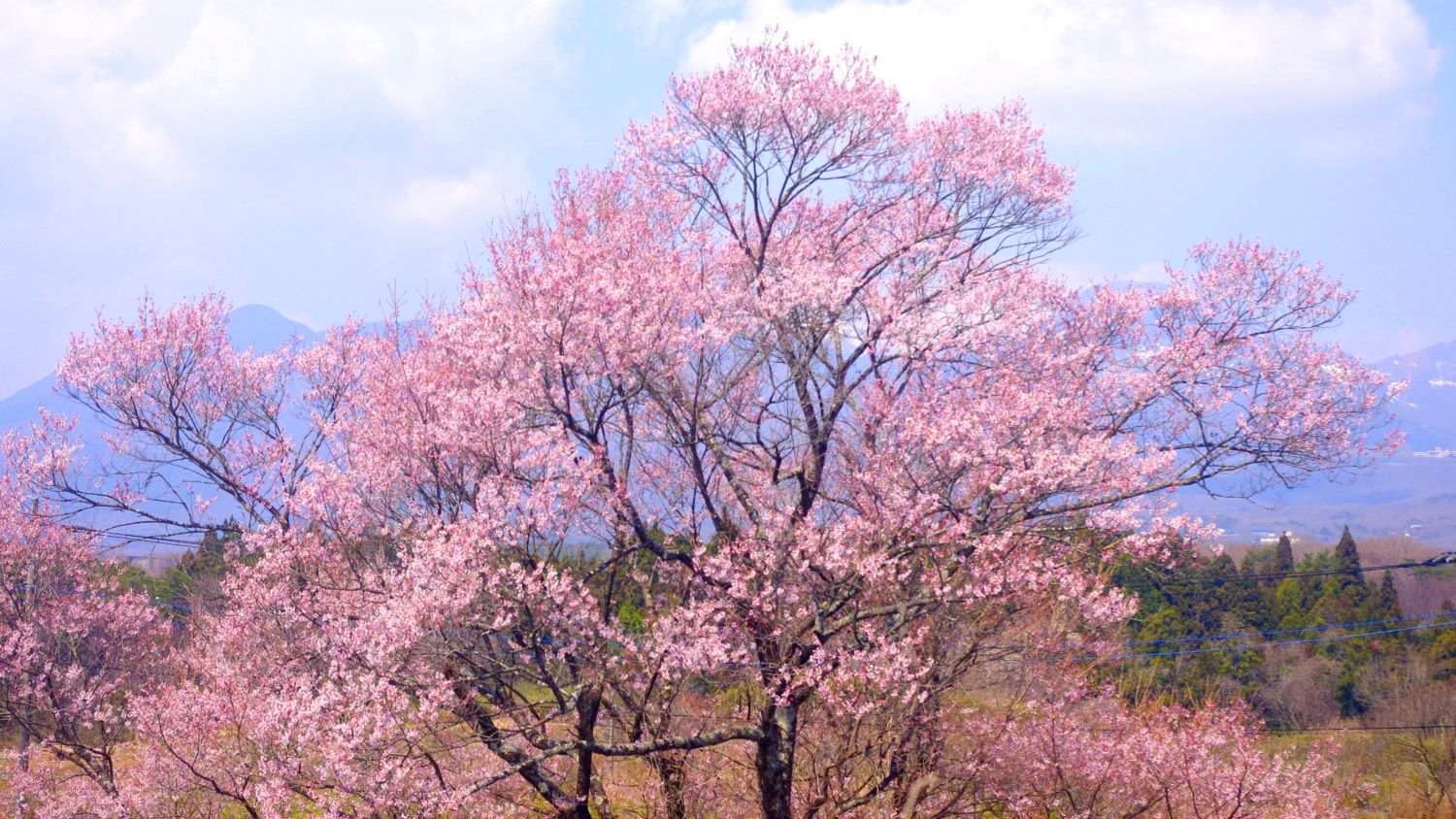那須高原の春の散歩